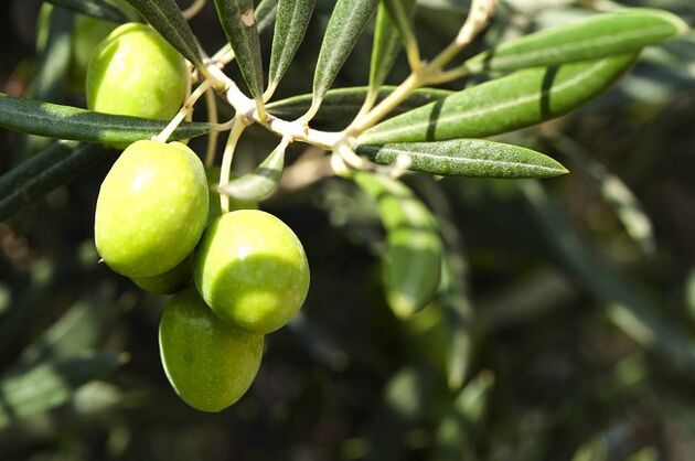mangpaat dahar olives dina diet ketogenic